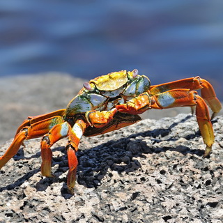 Galapagos - South Plaza - Sally lightfoot crab